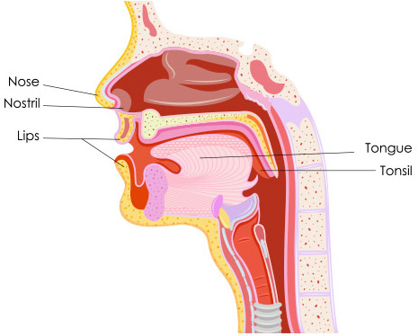 Diagram of person's mouth